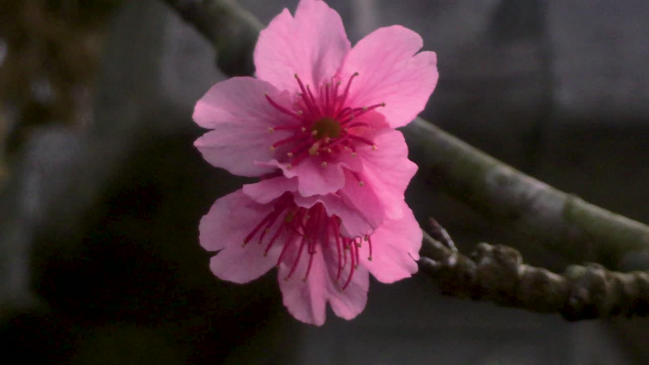 kanzakura sakura flor de cerezo japonesa soplando en el viento