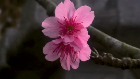 Kanzakura-Sakura-Japanische-Kirschblüte-Weht-Im-Wind