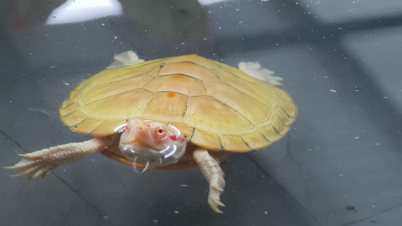 물 속 에 있는 새끼 거북이