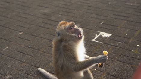 mono comiendo comida en cámara lenta