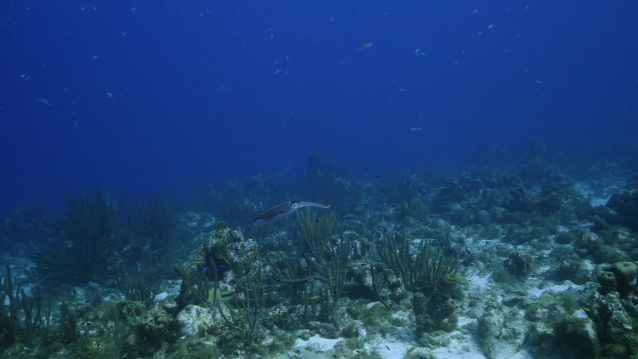Curaçao çevresindeki Karayip Denizi'nin mercan resifinde Karayip Resif Kalamarı.