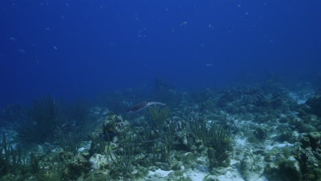 caribbean reef squid in the coral reef of caribbean sea around curacao