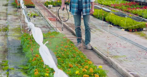 Pesticida-Rociado-En-Plantas-Con-Flores-En-Invernadero