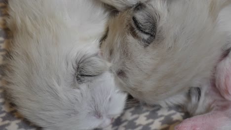 형제자매 - 새로 태어난 래그돌 새끼 고양이  ⁇ 안고
