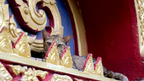 cute stray cat in buddhist temple in thailand.