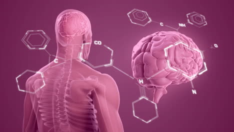 animation of element diagrams over brain and male x ray scan