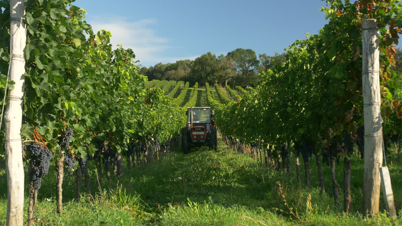 Traktor bei der Weinlese in Weinbergen