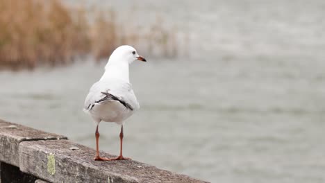 seagull perched by the sea, observing surroundings