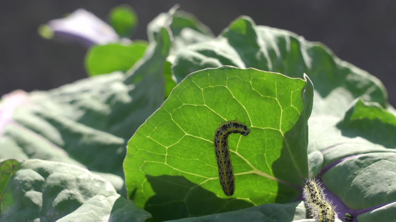 고추 잎 에 있는 애벌레