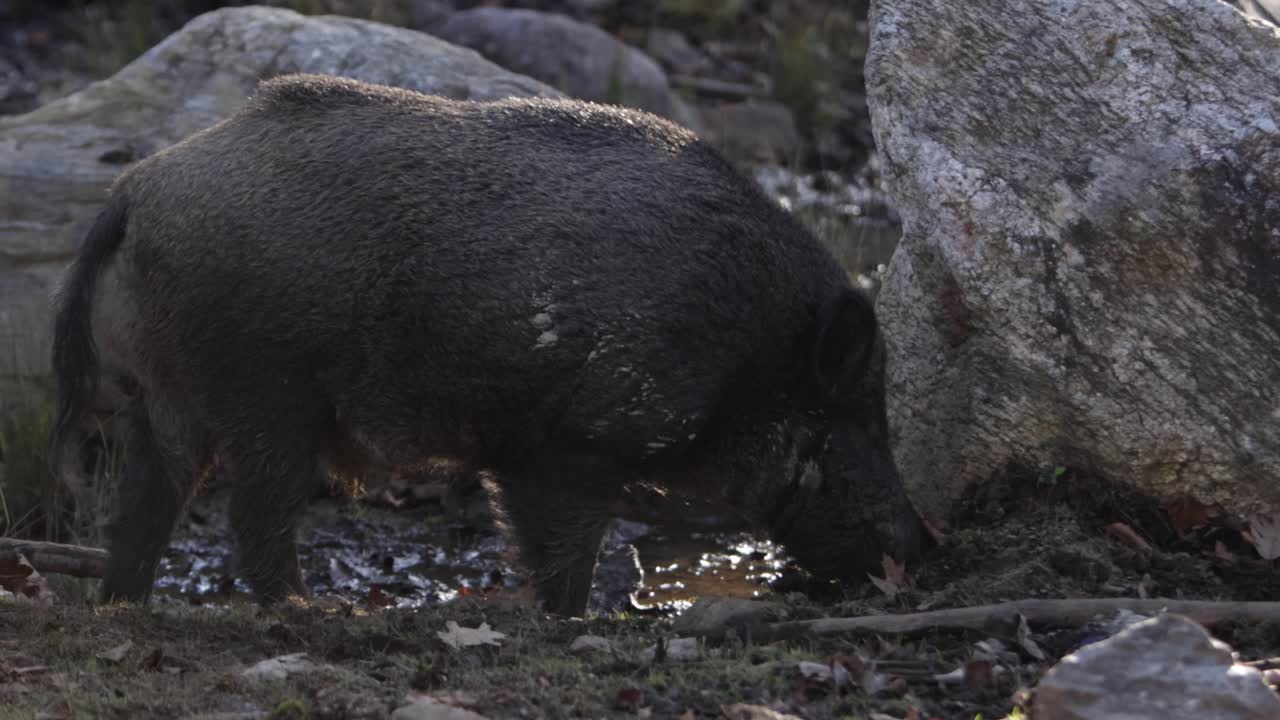 jabalí forrajeando en tierra contra roca vista media slomo
