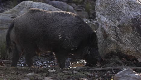 wild boar foraging in dirt against rock medium view slomo