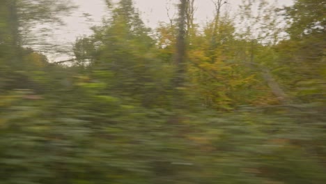 Car-journey-Autumn-forest-scenery-on-country-road-driving-plate-shot