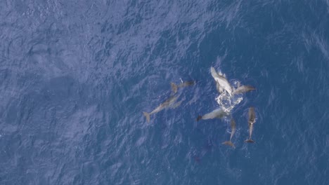 un gran grupo de delfines apareándose y mostrando comportamiento de cortejo en el agua azul del océano