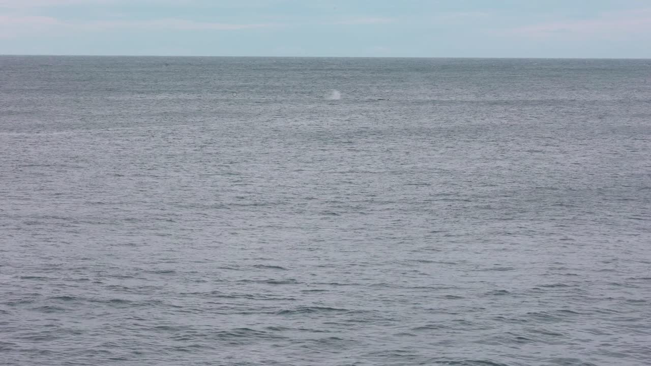 멀리 날아가는 바다새와 함께 호주 남부 해안의 바다로 나가는 고래 떼