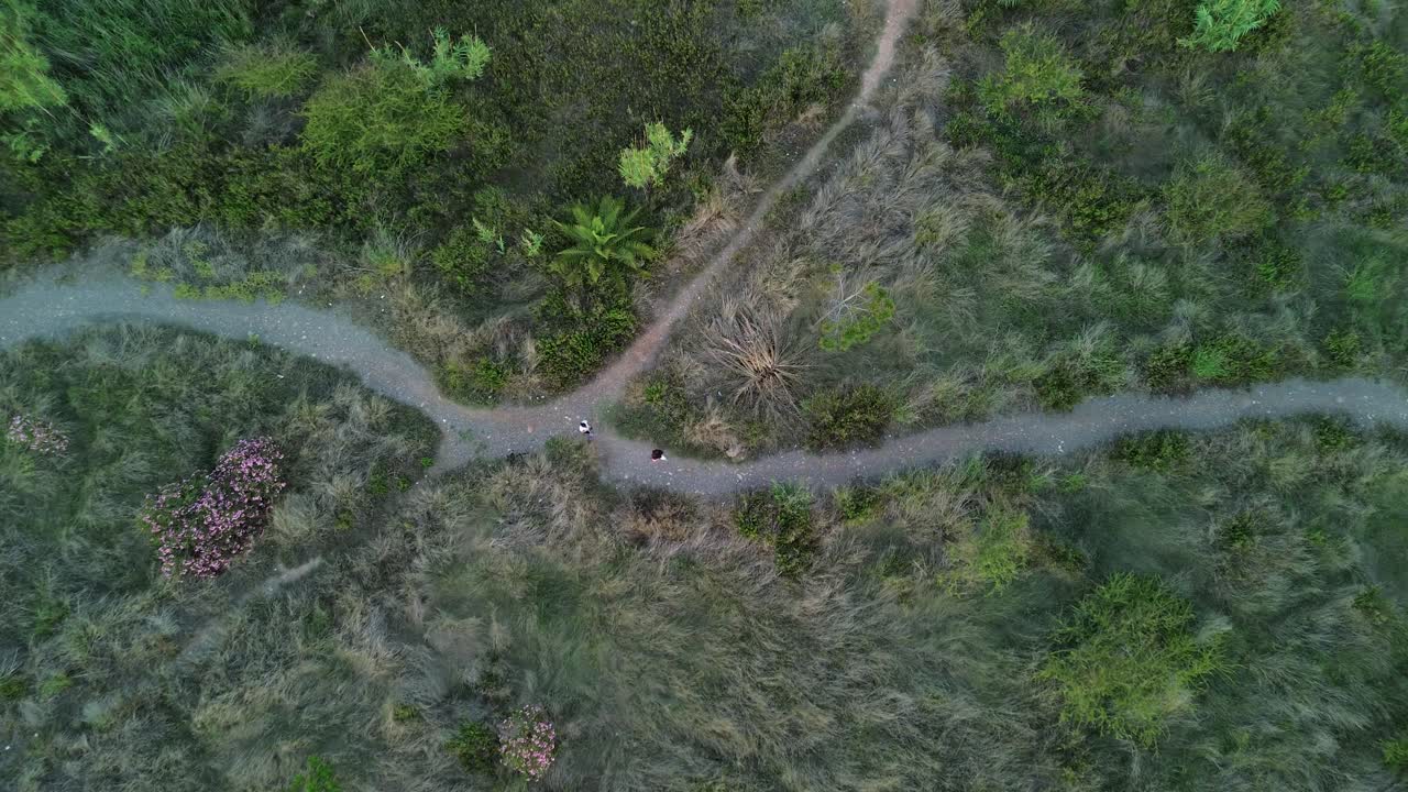 vista aérea de dos excursionistas caminando a lo largo de senderos que se cruzan en un paisaje verde exuberante, rodeados de varias plantas y flores