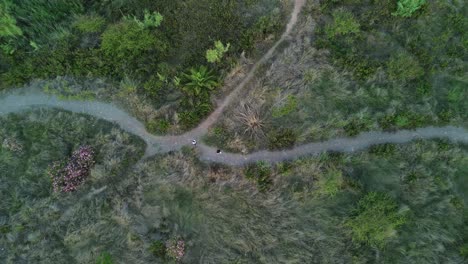 Aerial-view-of-two-hikers-walking-along-intersecting-trails-in-a-lush-green-landscape,-surrounded-by-various-plants-and-flowers