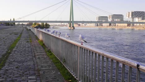 medium dolly forward shot of sea gulls on railing along a cobblestone pathway over looking a river with a modern suspension bridge, and buildings in the background, slow motion