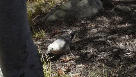 Slow-motion-shot-of-a-small-bird-standing-on-a-small-dirt-path-and-trying-to-find-some-seeds-or-bugs-to-eat-on-a-warm-sunny-summer-day-in-the-Utah-Uinta-National-Forest