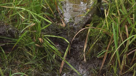 ditch cleaning by hand and shovel