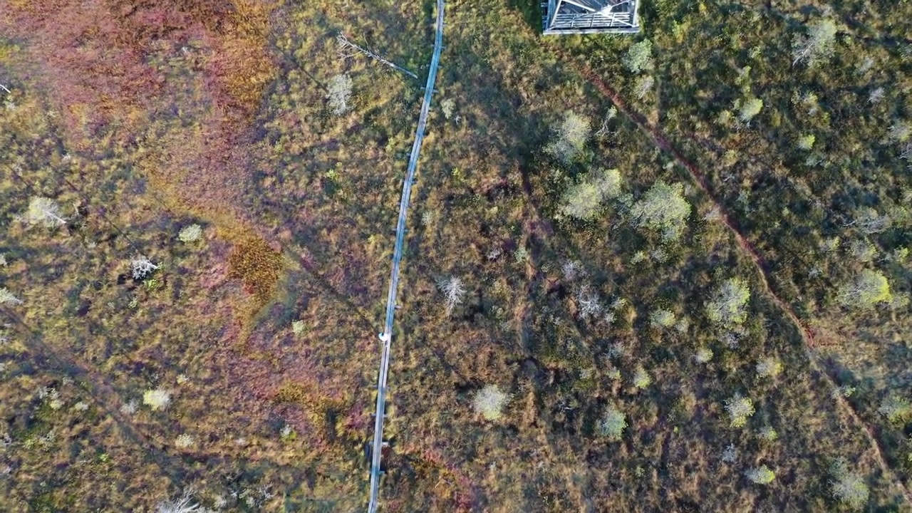 Luftfoto af en mand, der løber på en træsti gennem en stor sumpet mose i Estland. Scenen viser gyldne efterårsfarver, forkrøblede fyrretræer og reflekterende tørvebassiner under en overskyet solnedgangshimmel.