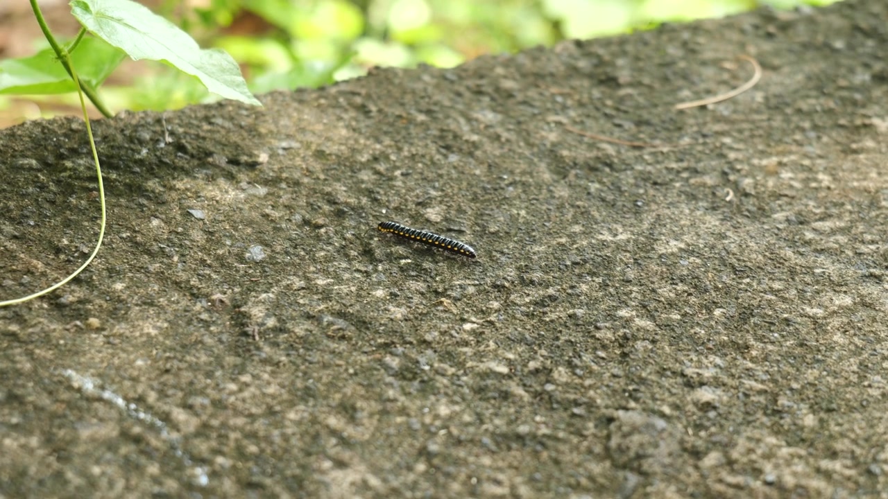 Slow-motion shot of a caterpillar walking over a concrete path in Uluwatu temple in Bali.