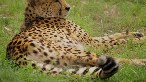 guepardo descansando sobre la hierba y empieza a levantarse
