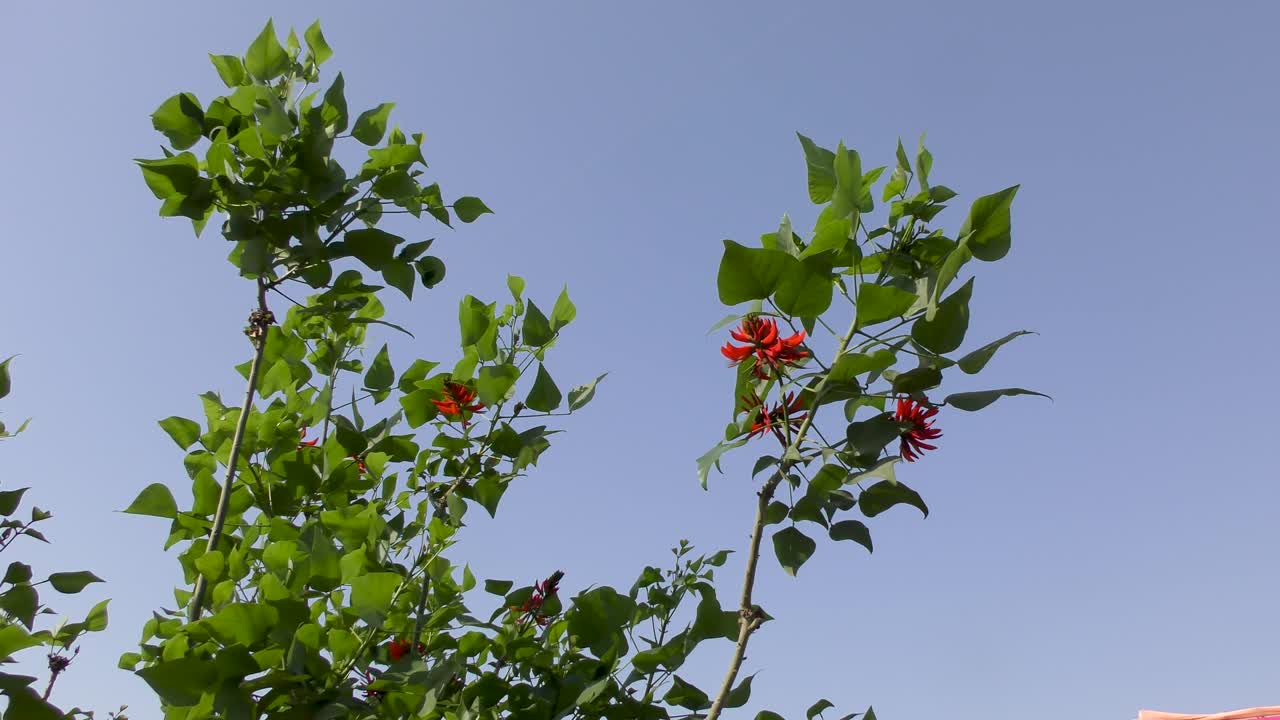 hojas verdes y flores rojas en el viento