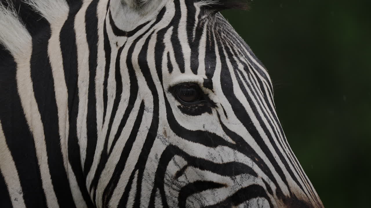 Zebra Head Close-up