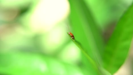 A-ladybug-sits-on-a-tree-leaf-during-the-day