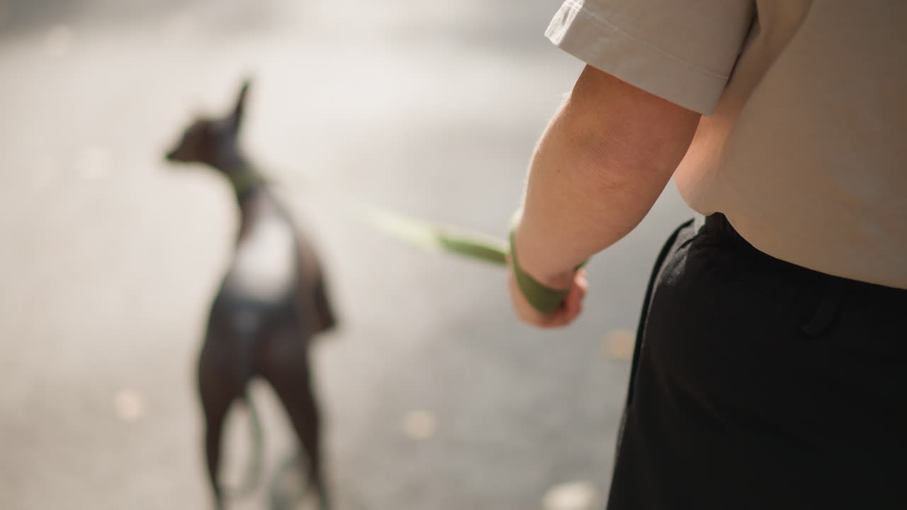 White Owner Closeup Showing Hand And Wrist Gripping Green Leash While Dog Walks Ahead, Detailed Shot Of Strap And Gesture On Sunlit Path With Shallow Depth And Soft Bokeh, Intimate Everyday Pet