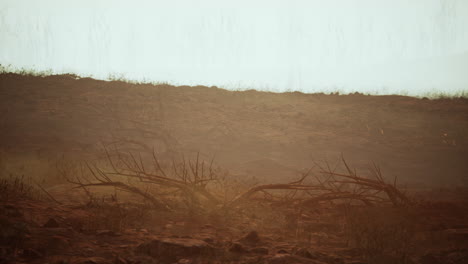 arid, foggy landscape with dead trees