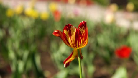 striped red and yellow tulip