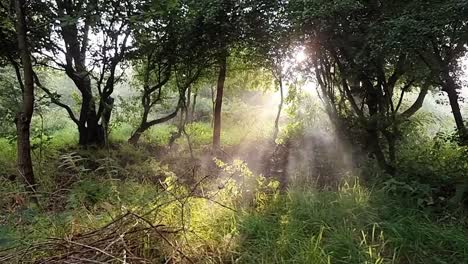 ethereal misty smoky sunrays beaming through early morning sunrise woodland trees