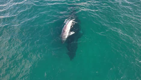 Aerial-View-Of-Mother-And-Baby-Humpback-Whales-Swimming-In-Turquoise-Ocean---drone-shot