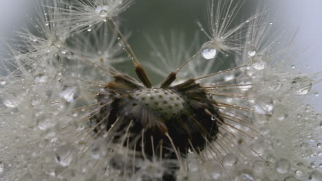 dandelion with dew drops