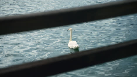 swan swimming on a sunny lake framed through fence