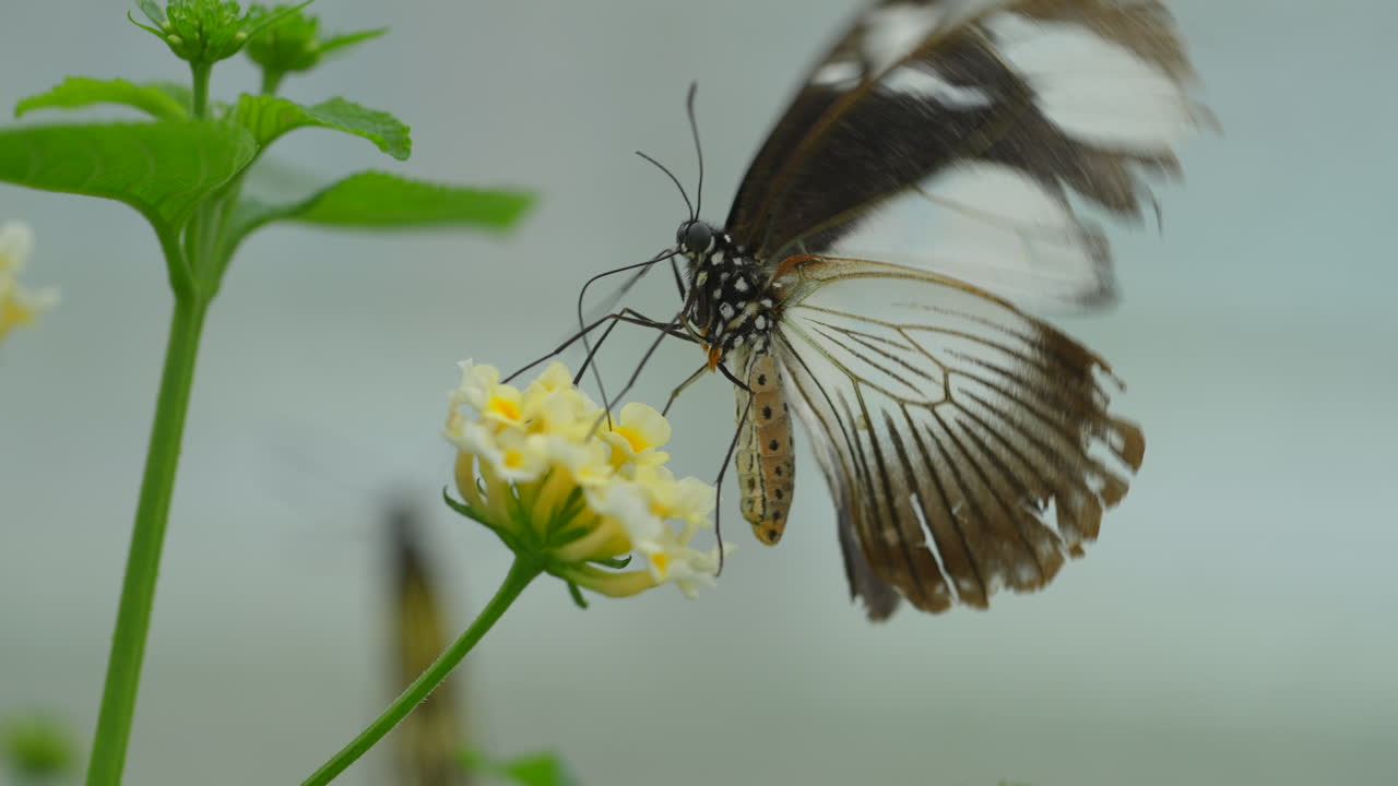 Busy Butterfly collecting nectar with legs of blooming flower,slow motion macro