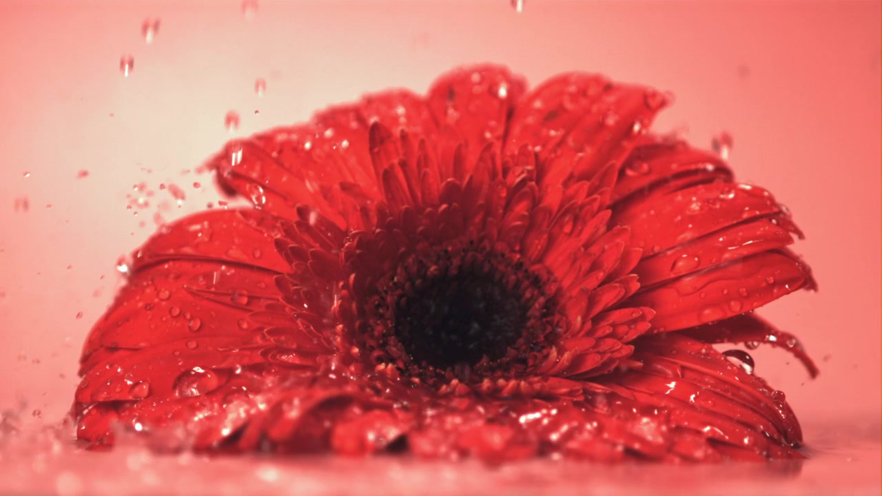 Gocce d'acqua al rallentatore che schizzano su un fiore di gerbera rosso
