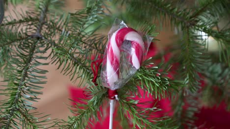 A-festive-red-candy-cane-hangs-from-a-Christmas-pine-tree-branch-adorned-for-the-winter-season