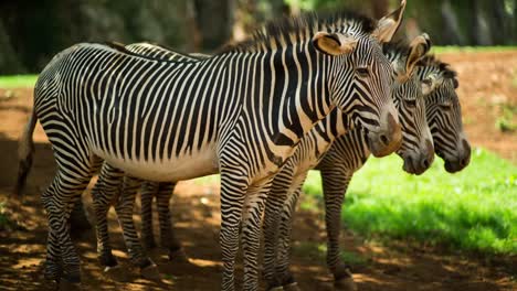 Zebra-Grevy-07