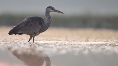 Garza-Gris,-Ardea-Cinerea,-Pesca-En-La-Orilla-Del-Lago-Al-Amanecer