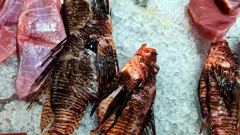 ice bed with invasive lion fishes on marketplace. closeup shot