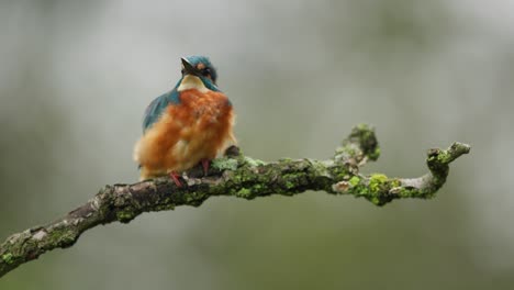 Close-up-static-shot-of-a-kingfisher-sitting-on-a-moss-and-lichen-covered-branch-while-fluffed-up-and-looking-around,-slow-motion