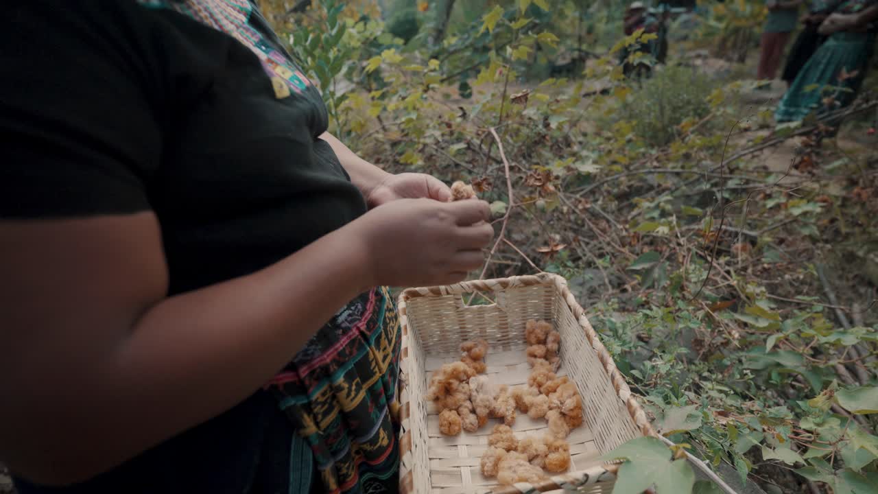 mujer sosteniendo fibra recogida a mano de plantas utilizadas en textiles mayas