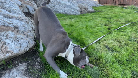 Blueline-Englische-Alte-Bulldogge,-Die-Sich-Draußen-Auf-Dem-Gras-Amüsiert-Und-Einen-Stock-Kaut