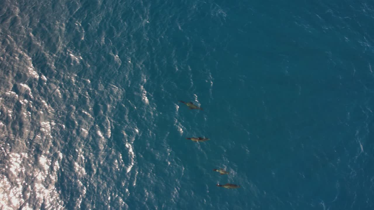 새의 눈, 무인 항공기 샷 - 바다 물에서 바다 사자의 포드의 공중보기