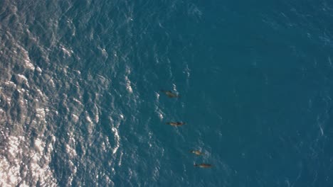 aerial view of a pod of sea lions in ocean water - birds eye, drone shot