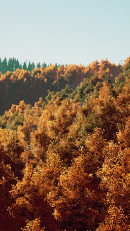 autumn forest landscape