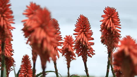 selective focus view of red aloe blossoms