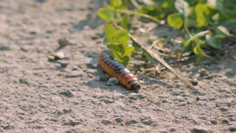 Oruga-De-Una-Polilla-De-Cabra-En-Un-Suelo-Arenoso